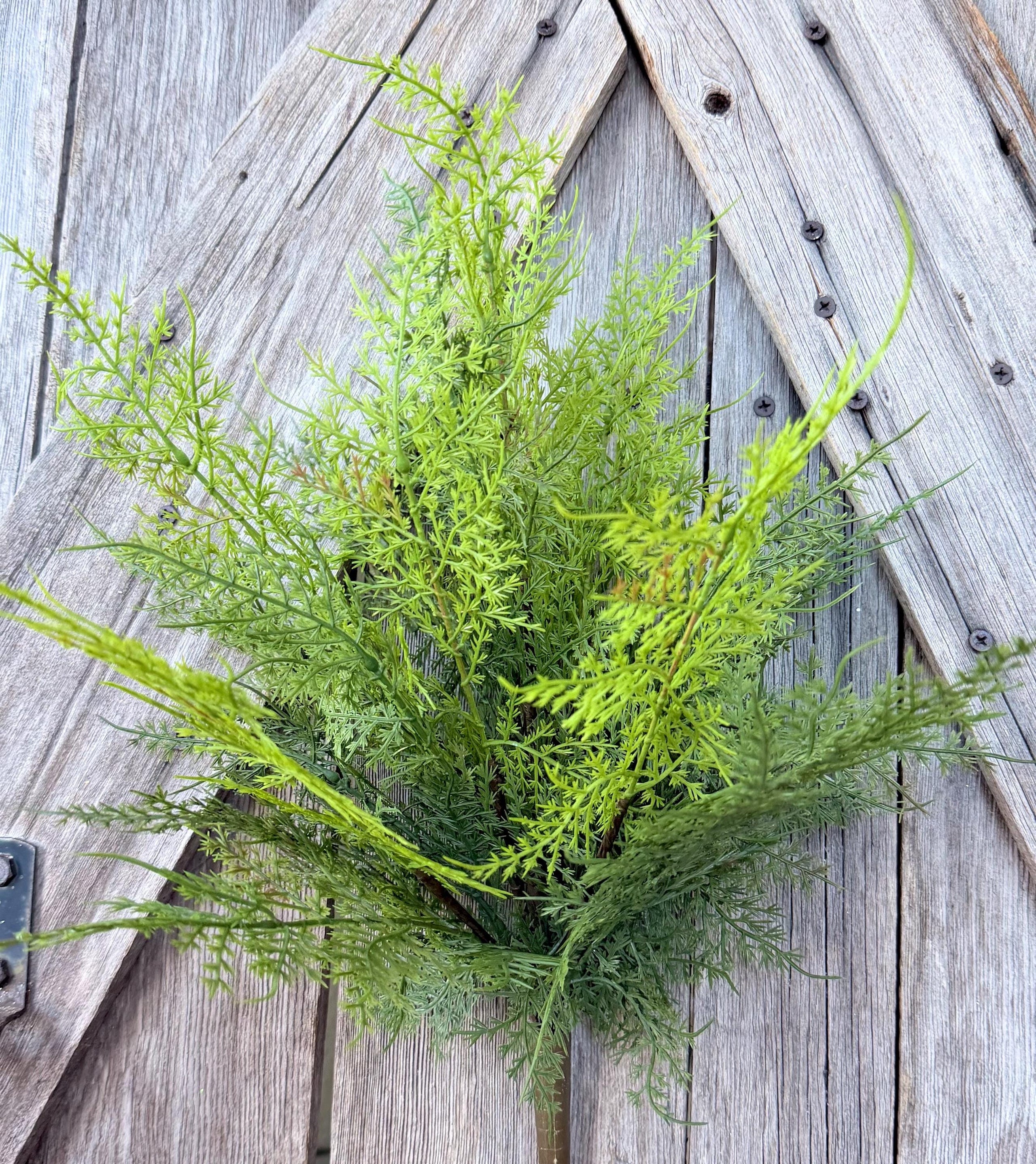 Mixed Asparagus Bush, Wreath Supply, Floral