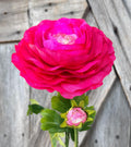 Hot Pink Ranunculus Spray, Wreath Supply, Floral