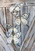 Light Yellow Butterfly Spray